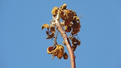 Sterculia quinqueloba