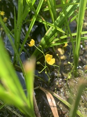 Utricularia