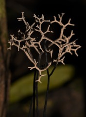 Thamnomyces dendroideus