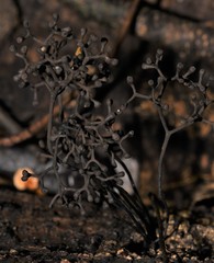 Thamnomyces dendroideus