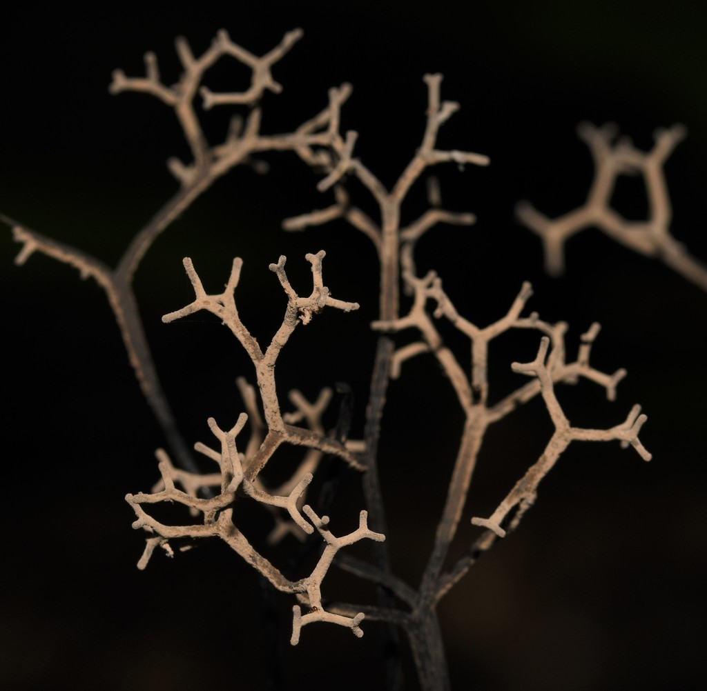 Hypoxylaceae
