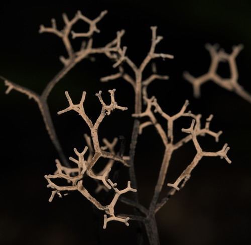 Representative image of Hypoxylaceae