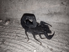 Centruroides caribbeanus