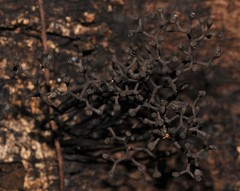Thamnomyces dendroideus