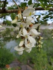 Robinia pseudoacacia