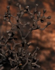 Thamnomyces dendroideus