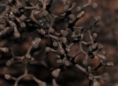 Thamnomyces dendroideus
