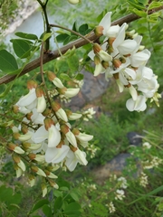 Robinia pseudoacacia