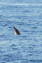 Cephalorhynchus eutropia