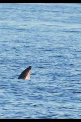 Cephalorhynchus eutropia