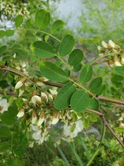Robinia pseudoacacia