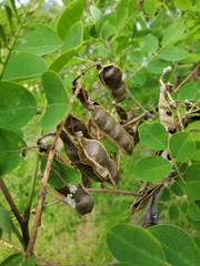 Robinia pseudoacacia