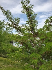 Robinia pseudoacacia