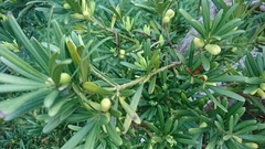 Podocarpus costalis