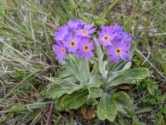 Primula laurentiana