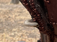 Phellinus arctostaphyli