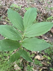 Maianthemum racemosum