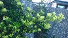 Podocarpus costalis