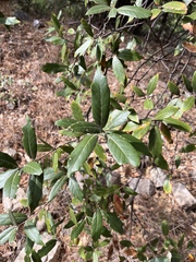 Quercus hypoleucoides