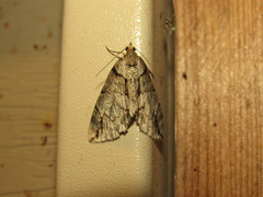 Hydriomena exculpata