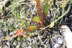 Goodenia caroliniana