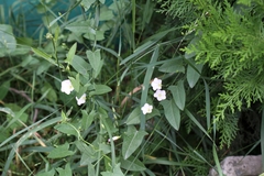 Convolvulus arvensis