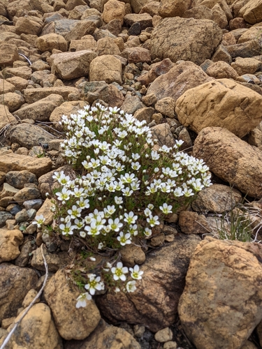 Serpentine stitchwort (Cherleria marcescens)