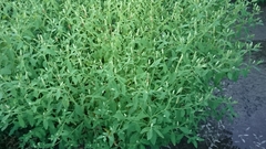 Sphenoclea zeylanica