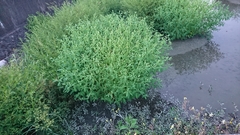 Sphenoclea zeylanica