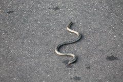 Afrotyphlops schlegelii