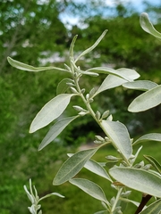 Elaeagnus angustifolia