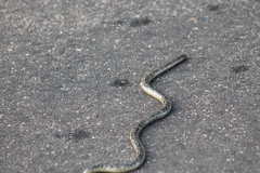 Afrotyphlops schlegelii