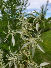 Elaeagnus angustifolia