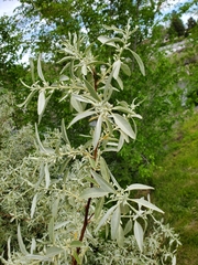 Elaeagnus angustifolia