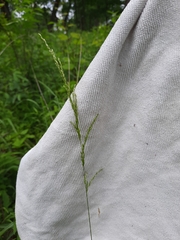 Sphenopholis intermedia