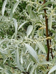 Elaeagnus angustifolia