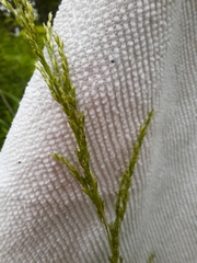 Sphenopholis intermedia