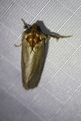 Acrolophus arcanella