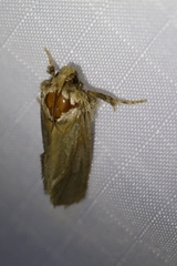 Acrolophus arcanella