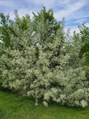 Elaeagnus angustifolia