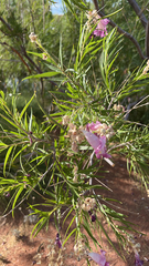 Chilopsis linearis