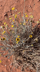 Baileya multiradiata