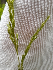 Sphenopholis intermedia