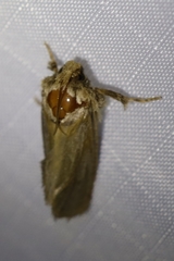 Acrolophus arcanella