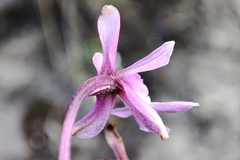 Epidendrum blepharistes