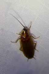Ischnoptera bilunata
