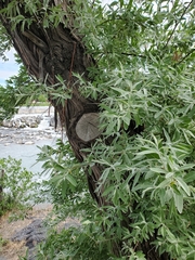 Elaeagnus angustifolia