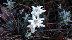 Leontopodium microphyllum