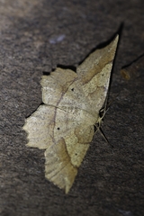 Euchlaena marginaria