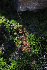 Drosera peltata